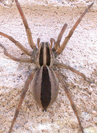 Dotted Wolf Spider
